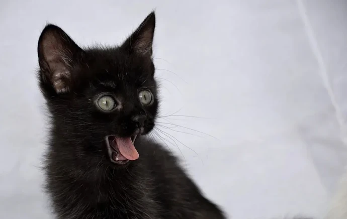 拉 DeepSeek 和通义“组队”斗 OpenAI？小扎首届 AI 大会变“大型商战现场”，和微软 CEO 疯狂互曝！